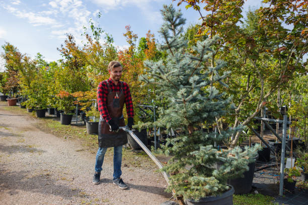 Professional Tree Service in Graysville, AL